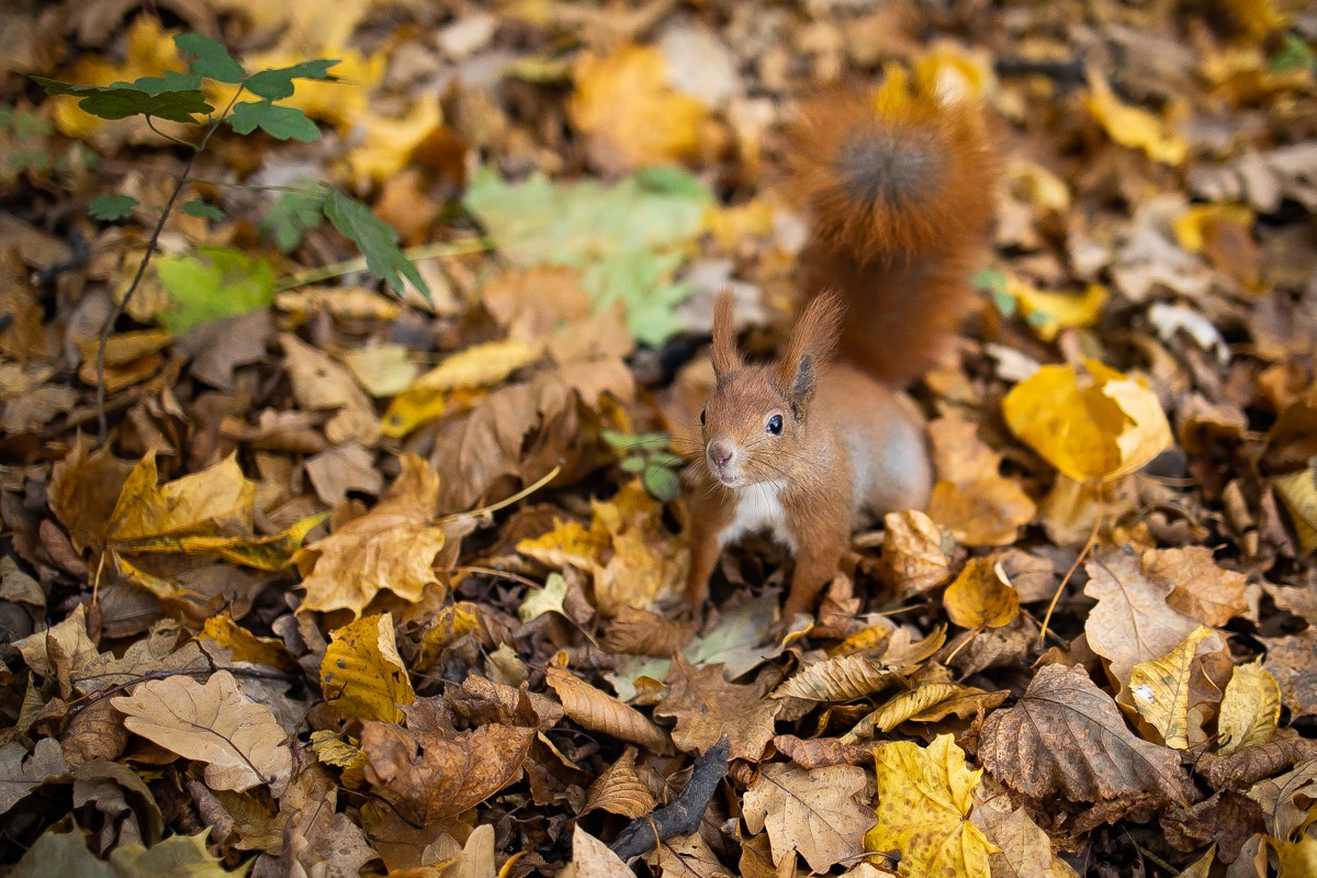 Какую-то нереальную красотку подловил наш фотограф Александр Подгорчук Какую-то нереальную красотку подловил наш фотограф Александр Подгорчук