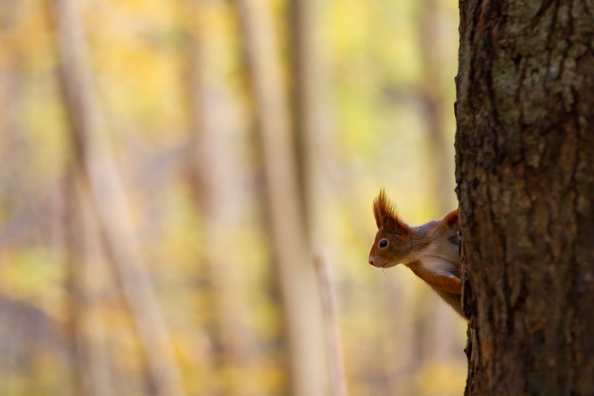 Какую-то нереальную красотку подловил наш фотограф Александр Подгорчук Какую-то нереальную красотку подловил наш фотограф Александр Подгорчук