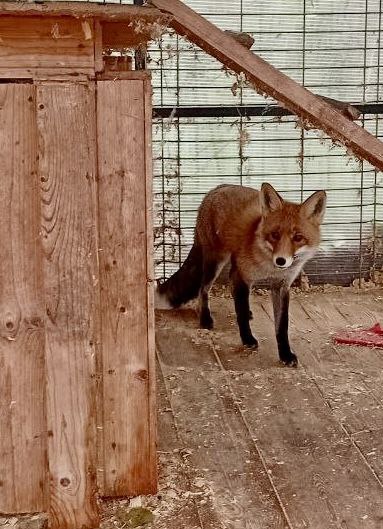 Помните лисёнка Куршика? Теперь это возмужавший Лис с паспортом
