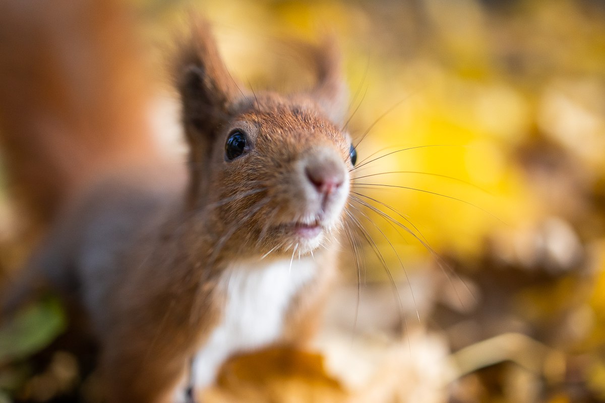 Какую-то нереальную красотку подловил наш фотограф Александр Подгорчук