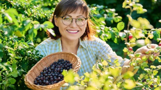 Крыжовник будет усыпан сочными ягодами: внесите под куст ложку этого средства
