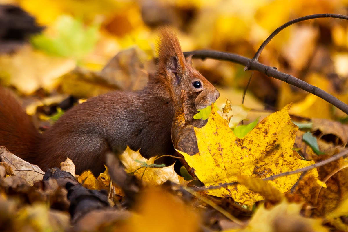Какую-то нереальную красотку подловил наш фотограф Александр Подгорчук Какую-то нереальную красотку подловил наш фотограф Александр Подгорчук