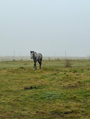 Калининградскую область накрыл густой туман — самое время для красивых снимков