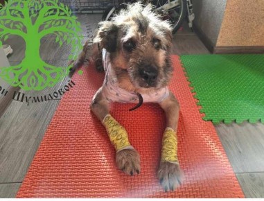 Фермер-садист из Зеленоградского района пытается уйти на СВО?