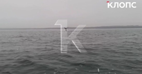 Недалеко от Балтийска в море заметили кита (видео)