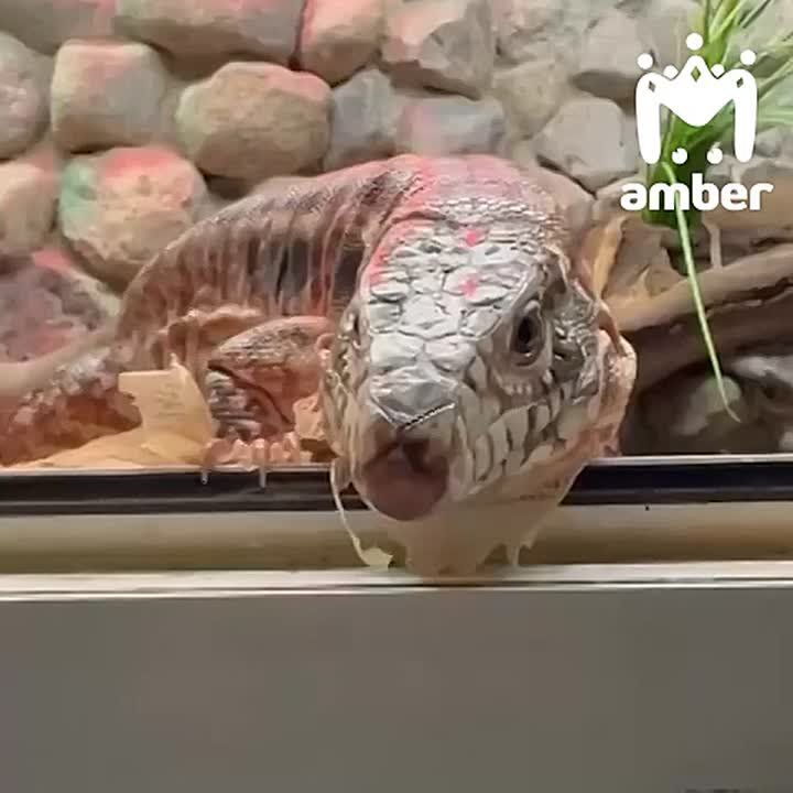 Народ, передаём свои поздравления парочке ящёриц из Калининградского зоопарка