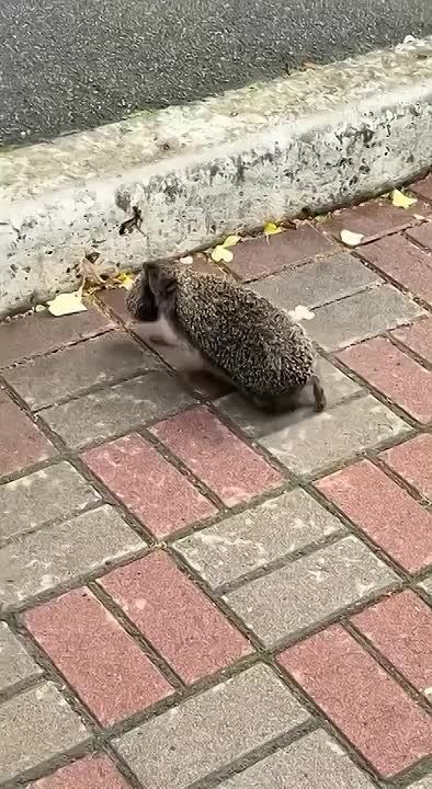 Разбавим понедельник добрым видео