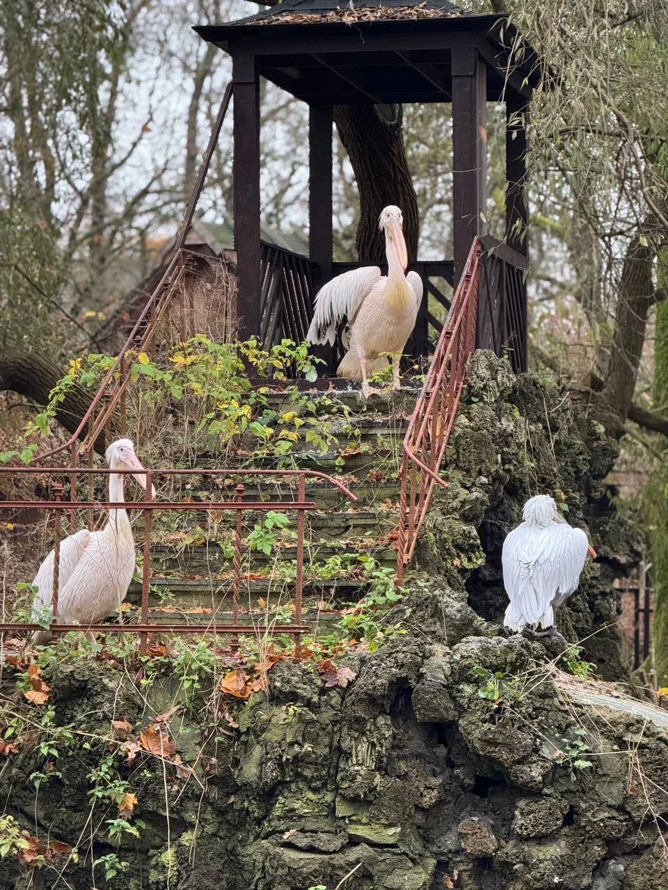 Пеликаны в Калининградском зоопарке осваивают исторический пруд