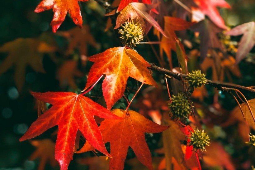 На острове Канта появилось уникальное дерево