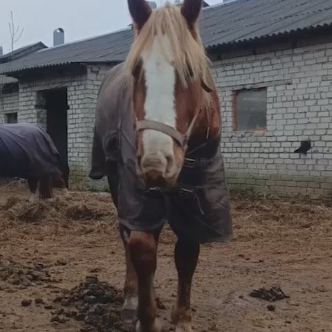 Этот молодой конь — Космос