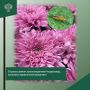 В срезах голландских цветов выявлены карантинные вредители