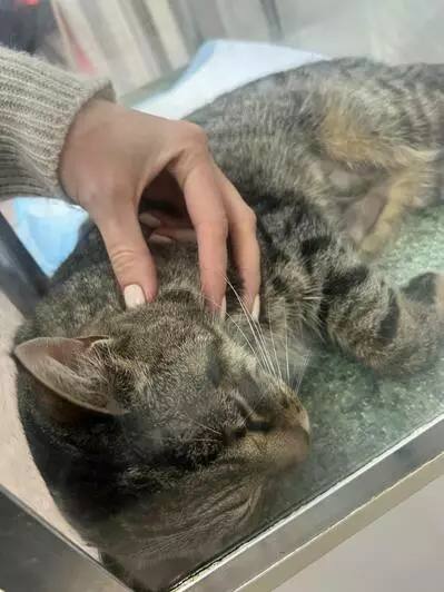 В Калининграде спасают кота Бориса, ставшего любимцем посетителей одного из кафе В Калининграде спасают кота Бориса, ставшего любимцем посетителей одного из кафе