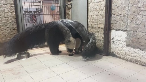 А у кого это такой хвостище? А кто это тут такой мохнатый?