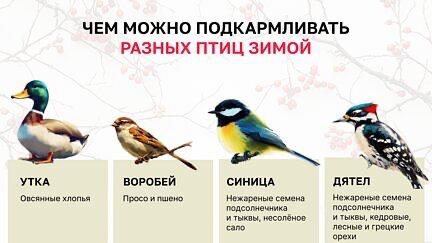 Редакция «Клопс» подготовила памятки о том, чем можно, а чем нельзя кормить птиц поздней осенью и зимой
