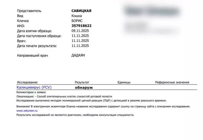 В Калининграде спасают кота Бориса, ставшего любимцем посетителей одного из кафе В Калининграде спасают кота Бориса, ставшего любимцем посетителей одного из кафе