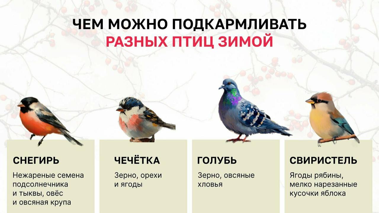 Редакция «Клопс» подготовила памятки о том, чем можно, а чем нельзя кормить птиц поздней осенью и зимой Редакция «Клопс» подготовила памятки о том, чем можно, а чем нельзя кормить птиц поздней осенью и зимой