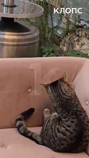 В Калининграде спасают кота Бориса, ставшего любимцем посетителей одного из кафе