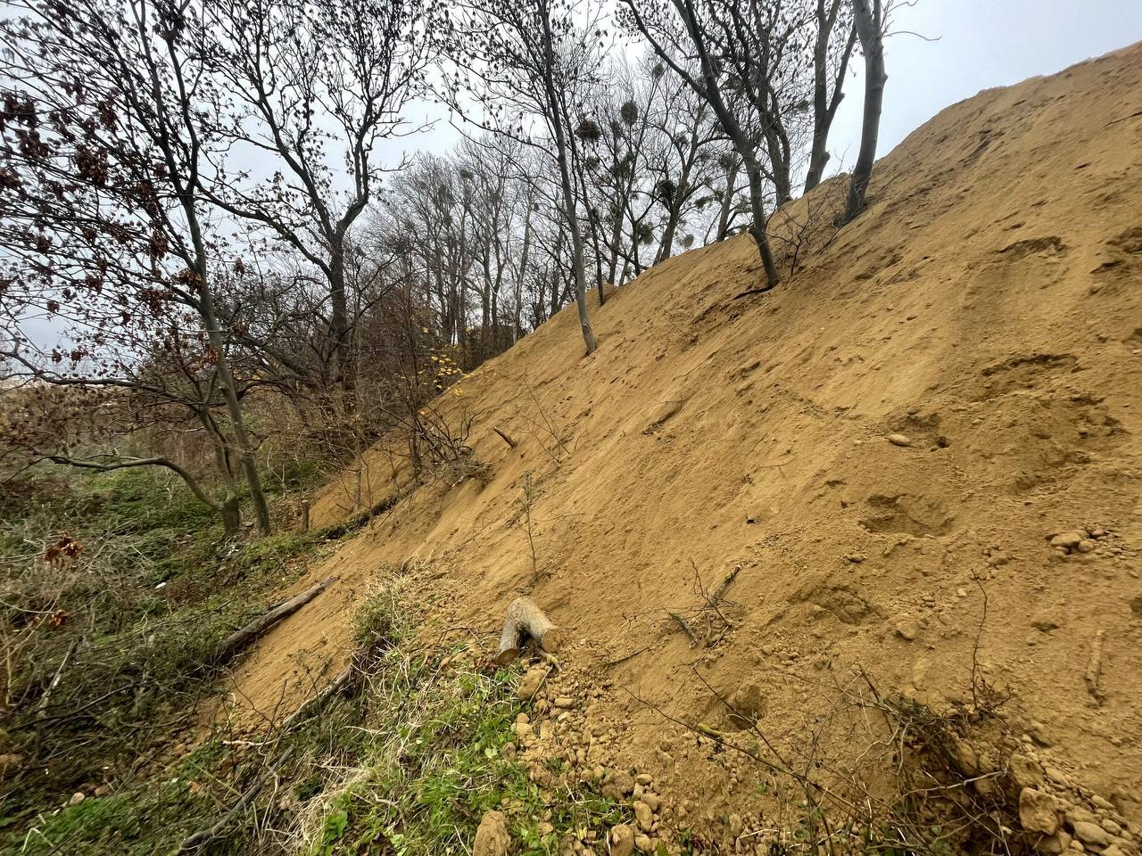 В Янтарном удумали уничтожать деревья засыпкой склонов В Янтарном удумали уничтожать деревья засыпкой склонов