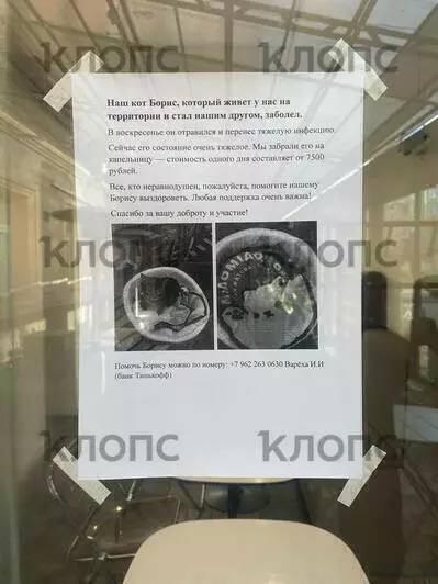 В Калининграде спасают кота Бориса, ставшего любимцем посетителей одного из кафе В Калининграде спасают кота Бориса, ставшего любимцем посетителей одного из кафе