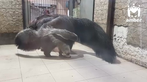 Мини-муравьедица в зоопарке растёт не по дням, а по часам