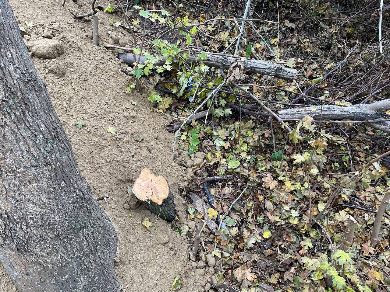В Янтарном удумали уничтожать деревья засыпкой склонов В Янтарном удумали уничтожать деревья засыпкой склонов