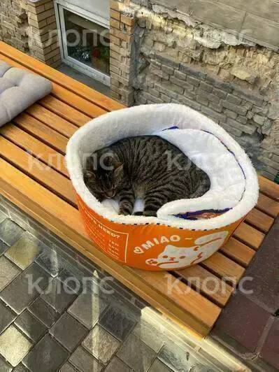 В Калининграде спасают кота Бориса, ставшего любимцем посетителей одного из кафе В Калининграде спасают кота Бориса, ставшего любимцем посетителей одного из кафе