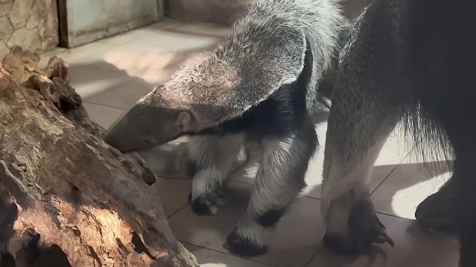 ��������������� ���� �������-��������� �������� � ��������������� ��������