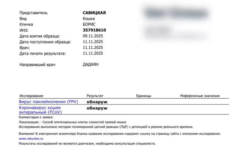 В Калининграде спасают кота Бориса, ставшего любимцем посетителей одного из кафе В Калининграде спасают кота Бориса, ставшего любимцем посетителей одного из кафе