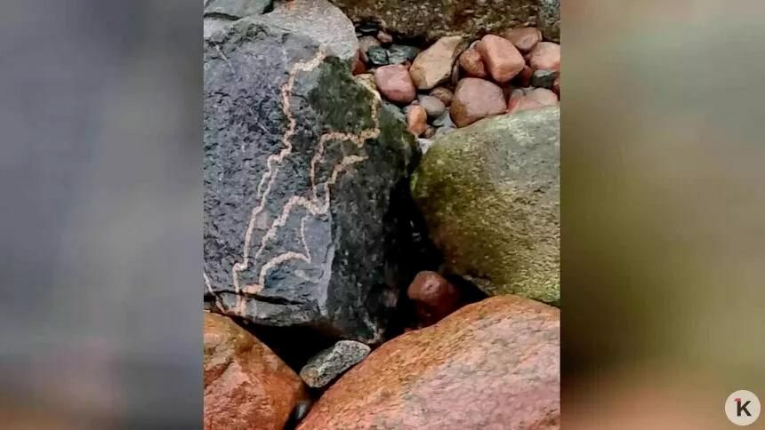 «Глисты динозавров» нашёл калининградский историк на берегу Балтики