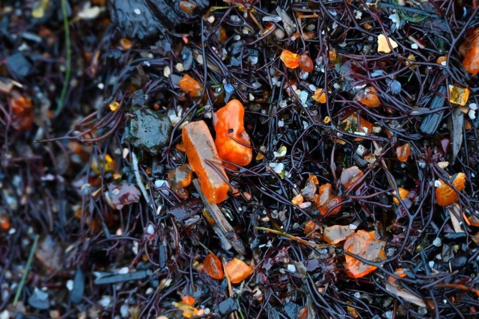 Смотрите, сколько янтаря и водорослей выбросило на наш берег Балтики!