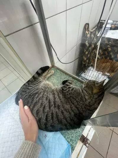 В Калининграде спасают кота Бориса, ставшего любимцем посетителей одного из кафе В Калининграде спасают кота Бориса, ставшего любимцем посетителей одного из кафе