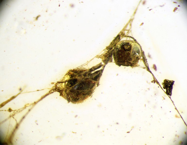 Калининград немеет от замершего в янтаре свидетеля свиней-терминаторов Калининград немеет от замершего в янтаре свидетеля свиней-терминаторов