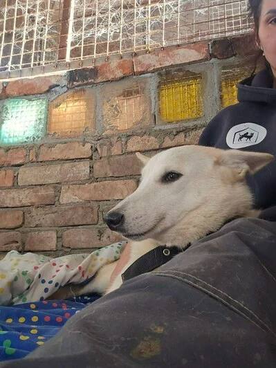 Житель Калининградской области держал взаперти в ванной 14 собак Житель Калининградской области держал взаперти в ванной 14 собак