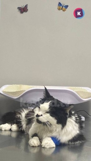 «День стоит 10-20 тысяч рублей»: калининградка борется за жизнь кота с непростой судьбой