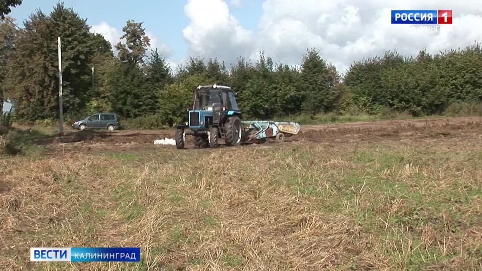 Калининградские аграрии собрали почти 90 тысяч тонн картофеля