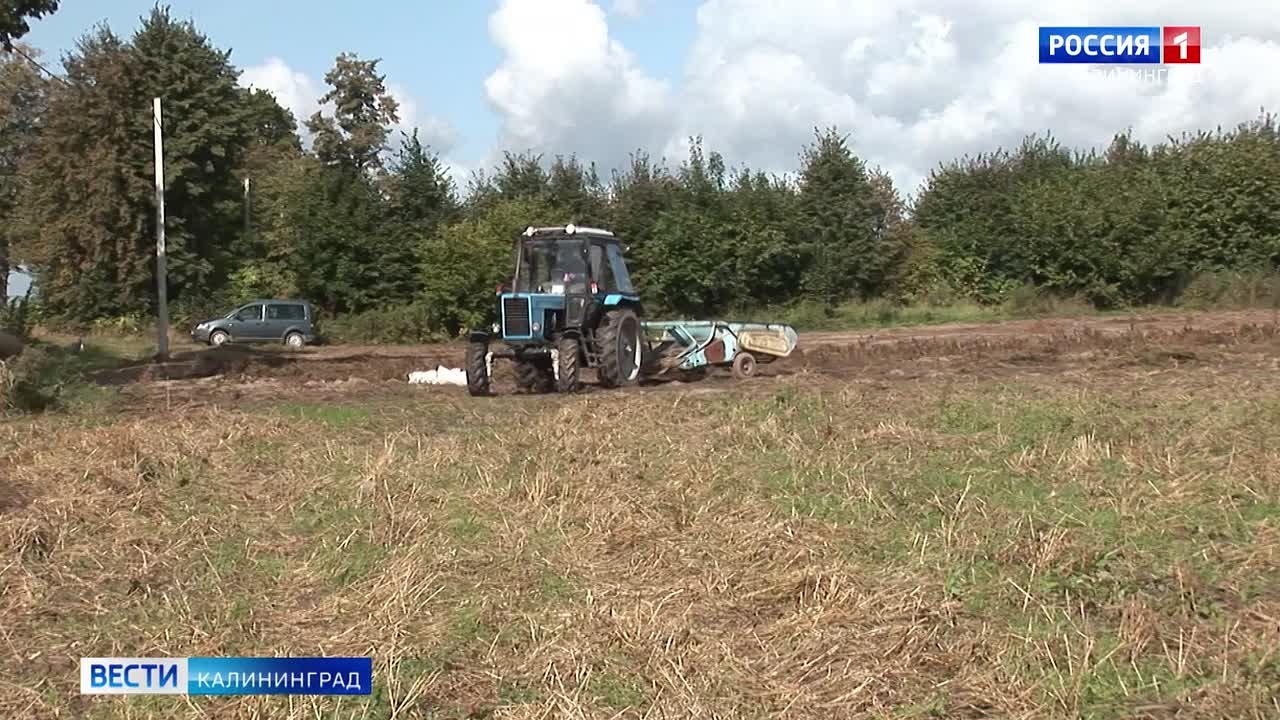 Калининградские аграрии собрали почти 90 тысяч тонн картофеля