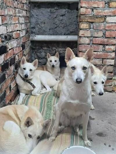 Житель Калининградской области держал взаперти в ванной 14 собак