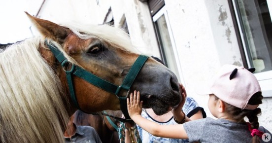 Под Калининградом лошади покусали внедорожник, пока владелец ходил за грибами