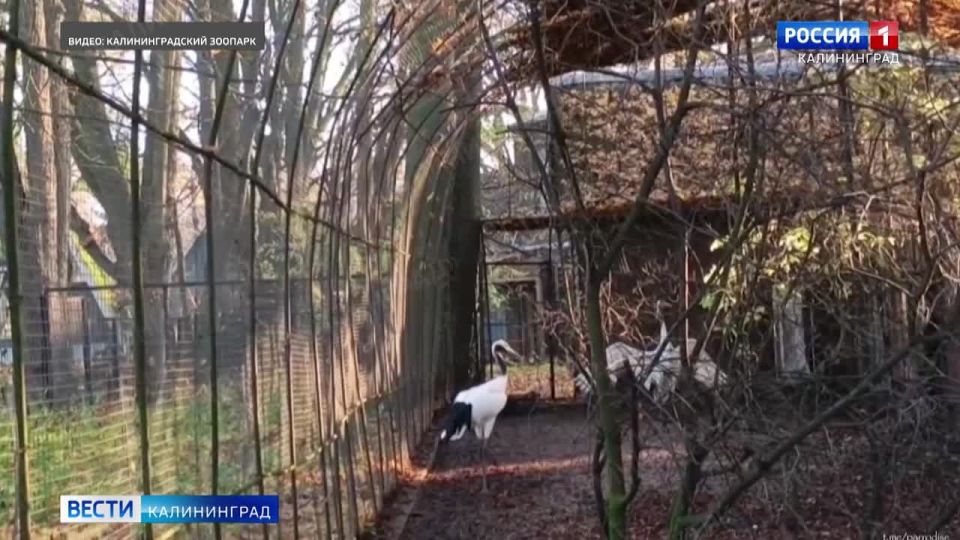 Калининградский зоопарк показал кадры танца японских журавлей