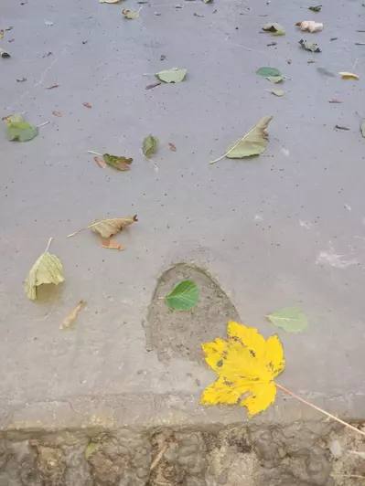 Гости Куршской косы прогулялись по свежему бетону на велодорожке и оставили следы, нацпарк просит так не делать