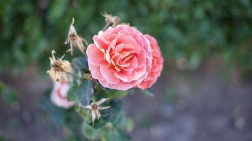 Обязательно сделайте эту процедуру с розами: иначе пышных цветов вам не видать