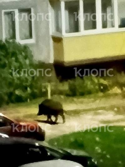 Кабан из Зеленоградска стал звездой соцсетей и героем забавных роликов Кабан из Зеленоградска стал звездой соцсетей и героем забавных роликов