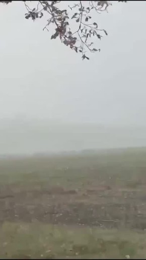 Дикая пробка в Германии: автобан парализовали убегающие олени