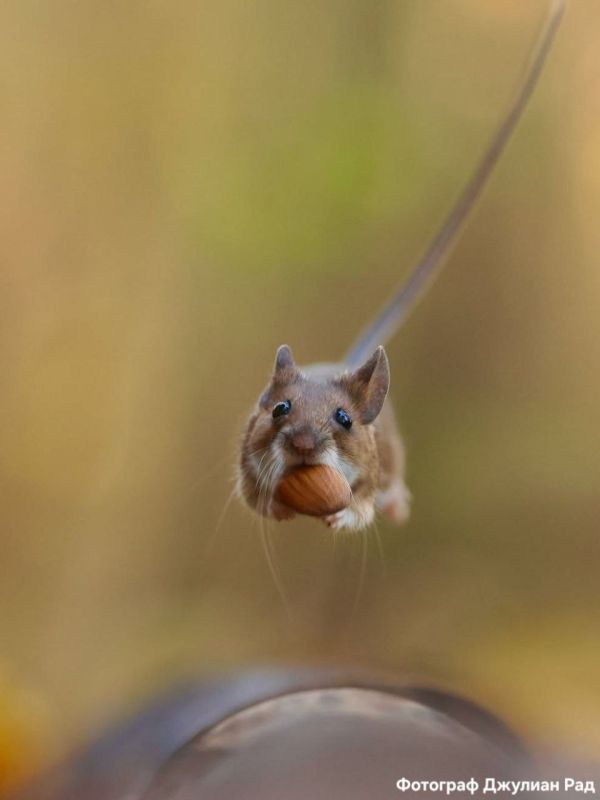 Когда в обед надо успеть много дел