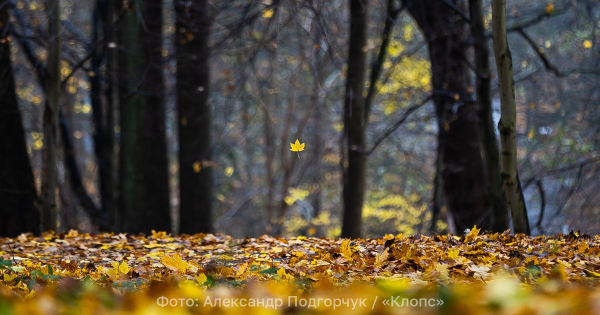 Ветер западный, умеренный до сильного: синоптики рассказали о погоде в Калининграде в пятницу