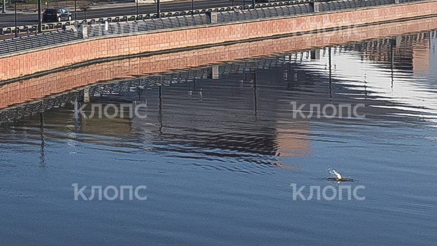 «Это не животное»: калининградский биолог поделился своей версией природы фонтанчика на Преголе