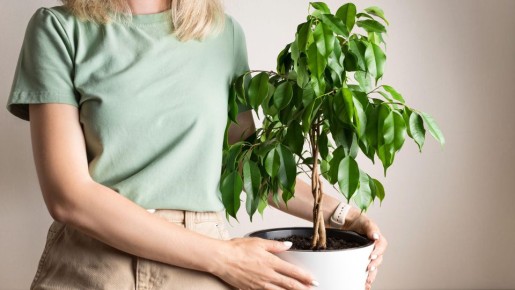 Листья фикуса Бенджамина больше не засохнут: от облысения цветка спасут эти советы