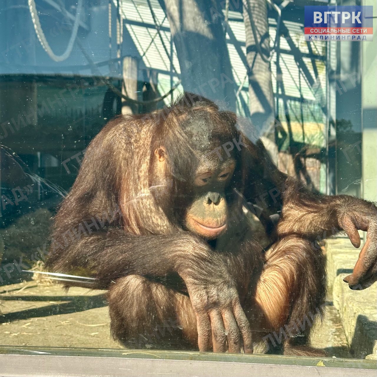 «Приматы: секреты их повседневной жизни» «Приматы: секреты их повседневной жизни»