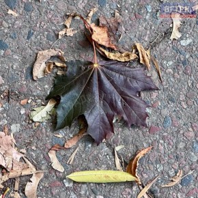 Эстетика в деталях.. Так мы увидели Советск во время очередной осенней прогулки