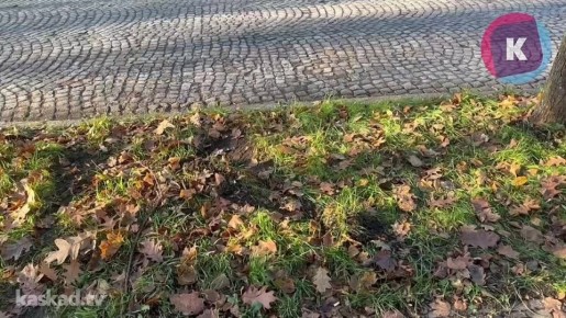 На Тельмана девушка на «Хёндэ» вылетела на тротуар и врезалась в дерево